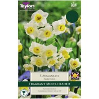Taylors Bulbs Narcissi Avalanche - Pack of 4 (TP176)