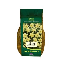 Taylors Bulbs Narcissi Binkie Carri-Pack - 1.5kg (DBIN63)