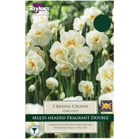 Taylors Bulbs Narcissi Bridal Crown - Pack of 5 (TP171)