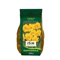 Taylors Bulbs Narcissi Camelot Carri-Pack - 1.5kg (DPR56)