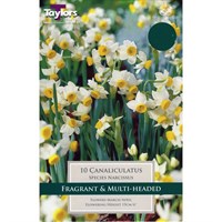 Taylors Bulbs Narcissi Canaliculatus - Pack of 12 (TP207)