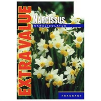 Taylors Bulbs Narcissi Canaliculatus - Pack of 25 - Extra Value Range (EV207)