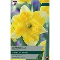 Taylors Bulbs Narcissus Chanterelle - Pack of 6 (TP153)