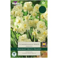 Taylors Bulbs Narcissi Cheerfulness White - Pack of 6 (TP129)