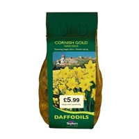 Taylors Bulbs Narcissi Cornish Gold Carri-Pack - 1.5kg (DBIN77)