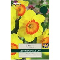 Taylors Bulbs Narcissi Delibes - Pack of 7 (TP106)