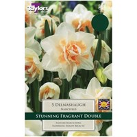 Taylors Bulbs Narcissi Delnashaugh - Pack of 5 (TP140)