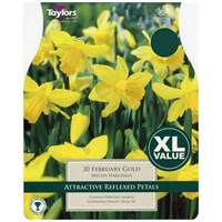 Taylors Bulbs Narcissi February Gold - Pack of 20 - XL Value Range (XL211)