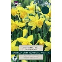 Taylors Bulbs Narcissi February Gold - Pack of 5 (TP211)