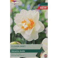 Taylors Bulbs Narcissus Flower Drift - Pack of 5 (TP141)