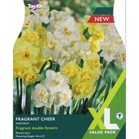Taylors Bulbs Narcissus Fragrant Cheer - Pack of 15 (XL131)