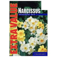 Taylors Bulbs Narcissi Fragrant Species Mixed - Pack of 25 - Extra Value Range (EV104)