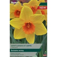 Taylors Bulbs Narcissus Gentleman at Arms - Pack of 7 (TP109)