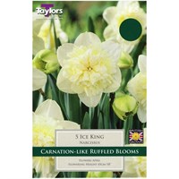 Taylors Bulbs Narcissi Ice King - Pack of 5 (TP143)