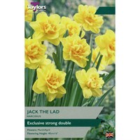 Taylors Bulbs Narcissus Jack the Lad - Pack of 5 (TP146)