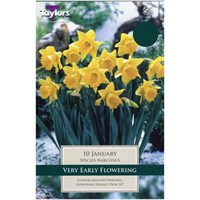 Taylors Bulbs Narcissi January - Pack of 8 (TP221)