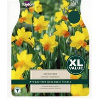 Taylors Bulbs Narcissi Jetfire - Pack of 20 (XL223)