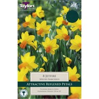 Taylors Bulbs Narcissi Jetfire - Pack of 8 (TP223)