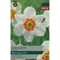 Taylors Bulbs Narcissus June Allyson - Pack of 7 (TP108)
