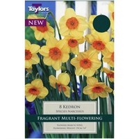 Taylors Bulbs Narcissi Kedron - Pack of 8 (TP222)