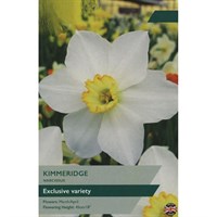 Taylors Bulbs Narcissus Kimmeridge - Pack of 7 (TP118)