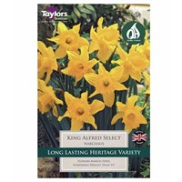 Taylors Bulbs Narcissus King Alfred - Pack of 7 (TP103)