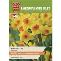 Taylors Bulbs Narcissus Martinette - Pack of 18 (BOB03)