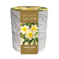 Taylors Bulbs Narcissi Minnow Indoor Planter (AP19)