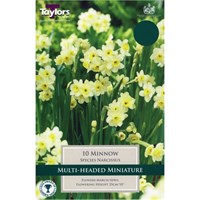 Taylors Bulbs Narcissi Minnow - Pack of 10 (TP239)