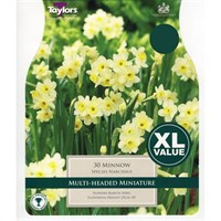 Taylors Bulbs Narcissi Minnow - Pack of 30 - XL Value Range (XL239)