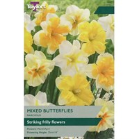 Taylors Bulbs Narcissus Mixed Butterflies - Pack of 6 (TP161)