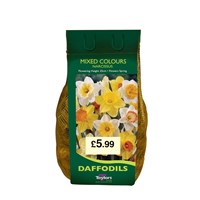 Taylors Bulbs Narcissi Mixed Carri-Pack - 1.5kg (DBIN60)
