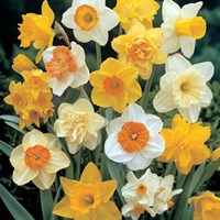 Taylors Bulbs Narcissi Mixed For Naturalising - 5kg (D5NA100)