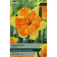Taylors Bulbs Narcissus Mondragon - Pack of 6 (TP155)