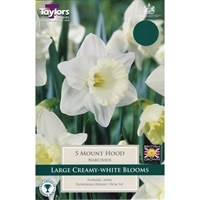Taylors Bulbs Narcissi Mount Hood - Pack of 6 (TP113)
