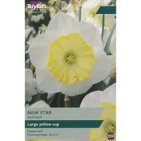 Taylors Bulbs Narcissus New Star - Pack of 7 (TP116)