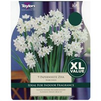 Taylors Bulbs Narcissi Paperwhite Ziva - Pack of 7 - XL Value Range (XL183)
