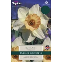 Taylors Bulbs Narcissus Pastel Gem - Pack of 7 (TP164)