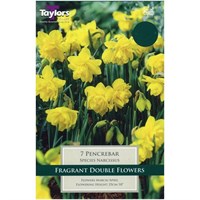 Taylors Bulbs Narcissi Pencrebar - Pack of 7 (TP242)