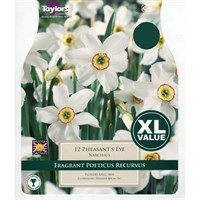 Taylors Bulbs Narcissi Pheasant's Eye - Pack of 12 (XL127)