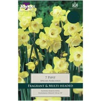 Taylors Bulbs Narcissi Pipit - Pack of 6 (TP245)