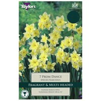 Taylors Bulbs Narcissi Prom Dance - Pack of 5 (TP237)