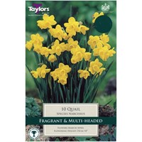 Taylors Bulbs Narcissi Quail - Pack of 10 (TP247)