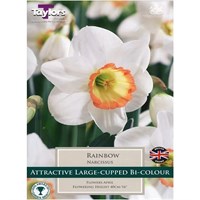 Taylors Bulbs Narcissus Rainbow - Pack of 7kg (DRB10)