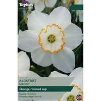 Taylors Bulbs Narcissus Redstart - Pack of 7 (TP136)