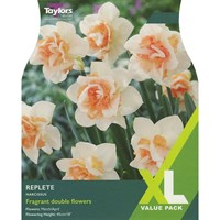 Taylors Bulbs Narcissus Replete - Pack of 10 (XL134)