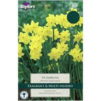 Taylors Bulbs Narcissi Sabrosa - Pack of 9 (TP249)