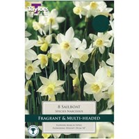 Taylors Bulbs Narcissi Sailboat - Pack of 5 (TP248)