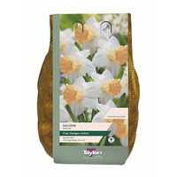Taylors Bulbs Narcissus Salome Carry Pack - Pack of 1.5kg (DC74)