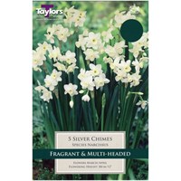 Taylors Bulbs Narcissi Silver Chimes - Pack of 5 (TP253)